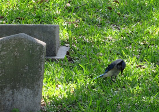 Blue jay in cemetery grass, poking at ground.