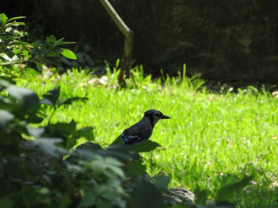 bluejay perched on bush near cemetery grass