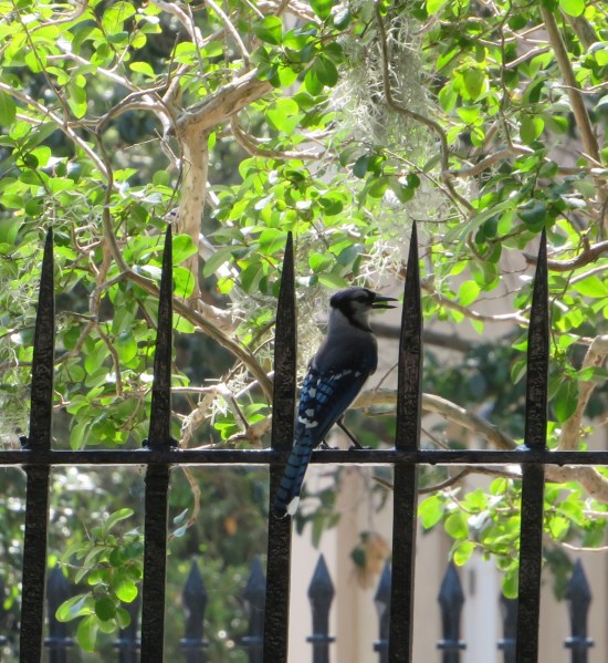 bluejay perched between prongs on metal cemetery fence