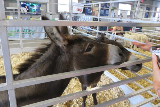A pair of burros in a metal enclosure indoors, sticking their snouts through the bars.