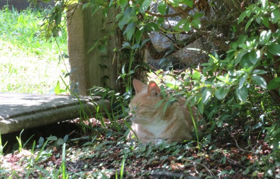 Stray pinkish-orange cat lies under bushes next to graves, eyes closed