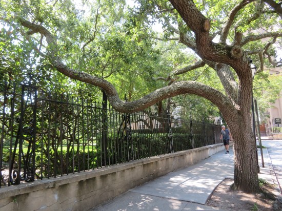 Tall cemetery fence, large tree on the sidewalk outside. One pedestrian saunters.