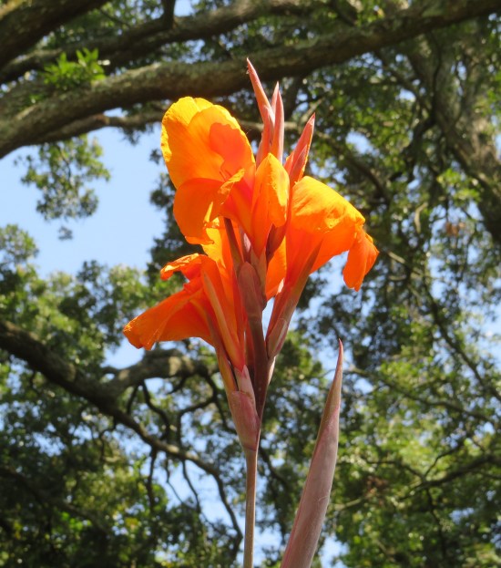 Red and orange canna lily, close up.