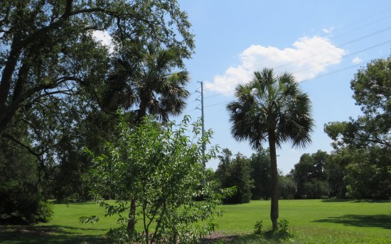 power lines in the air above the greenery of a Southern city park