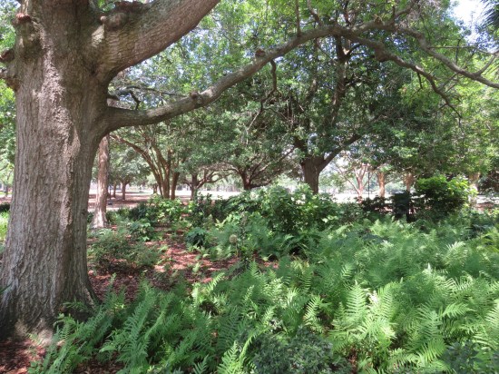 Tree in a city park surrounded by tons of bushes and plants, all extra verdant.
