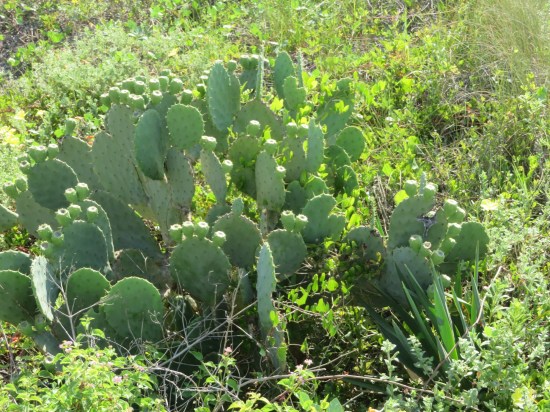 Several cacti surrounded by beach grass.