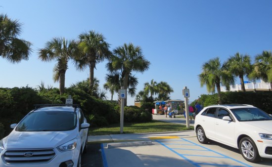 a line of palmettos next to a parking lot.