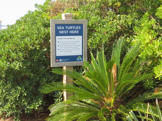 Sign in the middle of coastal greenery proclaiming "Sea Turtles Nest Here" and stating lots of rules of conduct.