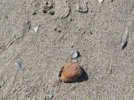 seashells on beach.