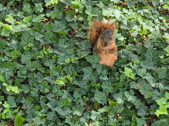 A squirrel trying to shell a ballpark while standing amid a bunch of city greenery.