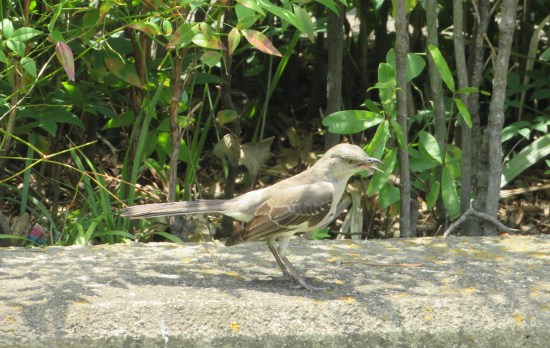 Northern mockingbird standing on a concrete sitting spot with greenery behind it.