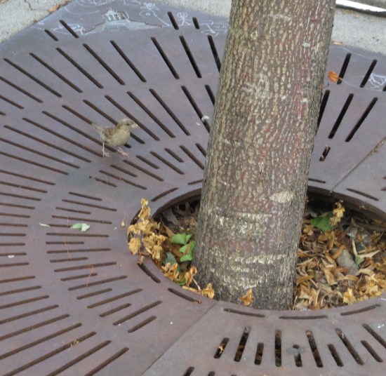 birdie at the base of a tree planted in a sidewalk with metal guards around the roots.
