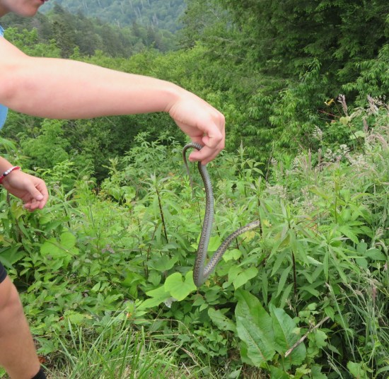 Gray snake dangles from a woman's careful hand, its head slinking upward