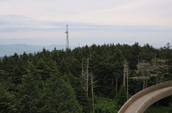 satellite tower sticking out of a dense forest.