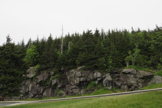 healthy evergreen forest stands above a rock wall next to a park road.