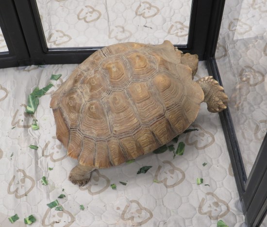 large turtle bumps is head against window-like panels. Edible greens are strewn around the floor.