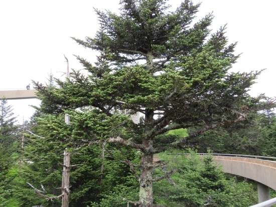 big trees next to high concrete ramp