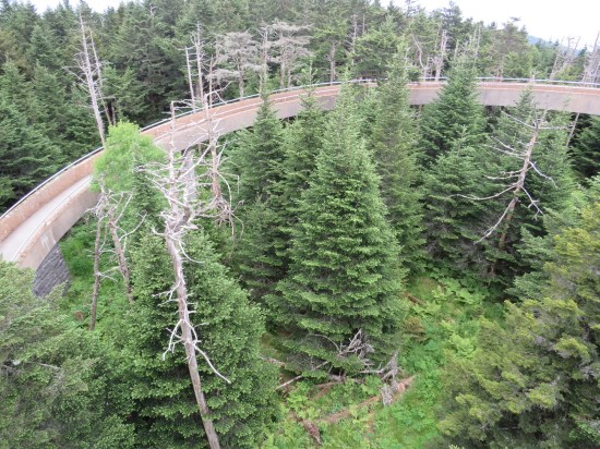 Long concrete ramp arcs around treetops.