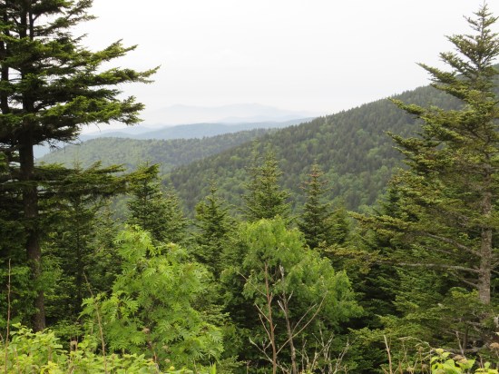More treetops in the foreground, lots of tree-covered Great Smokies to the horizon.