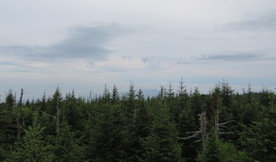 treetops and cloud streaks!