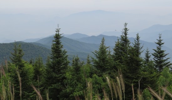 treetops in front of distant misty mountains