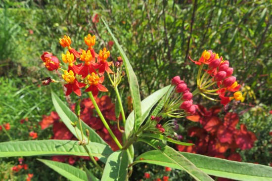 Red and yellow flowers.