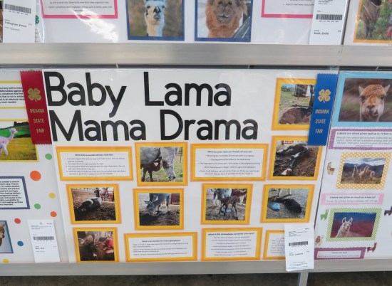 Poster titled "Baby Llama Mama Drama" surrounded by other posters that also have photos of llama heads.