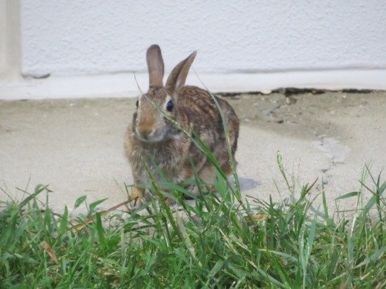 bunny next to white hotel wall!