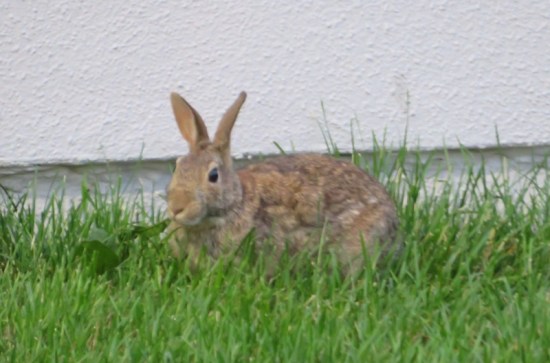 different bunny!