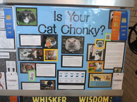 Poster titled "Is Your Cat Chonky?" with photos of fat cats.