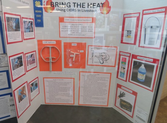 Poster titled "Using CIDRS in Livestock".