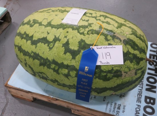 119-pound watermelon with confirmation card attached.