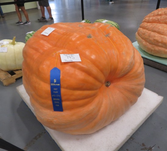 745-pound pumpkin with card attached, attesting to its weigh.