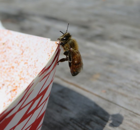 bee climbing on side of paper dish