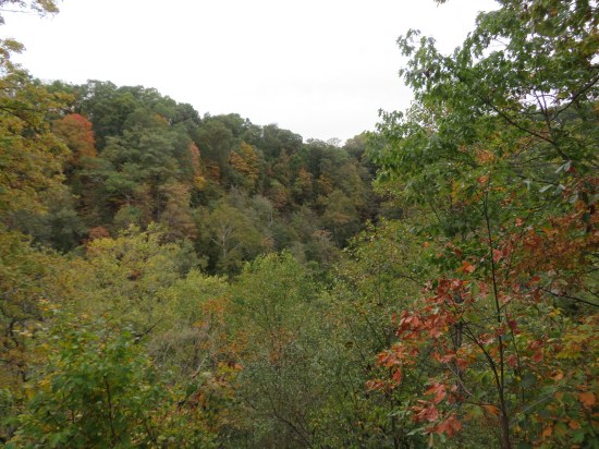 Tops of trees in early October 2026 in southern Indiana