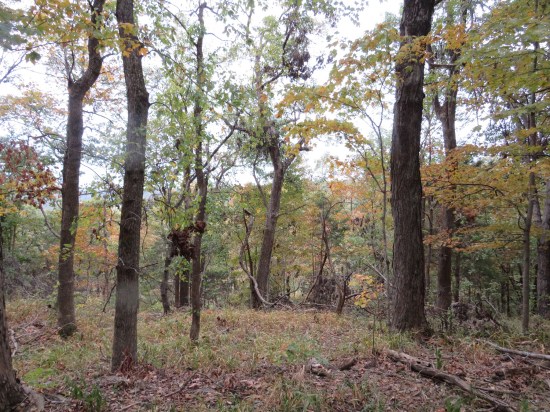 autumn forest!