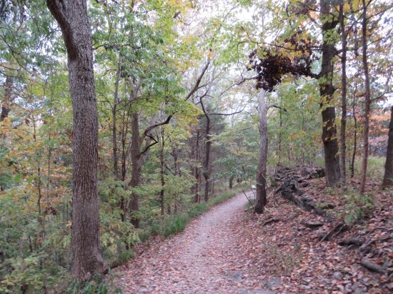 autumn path, much ground leaves