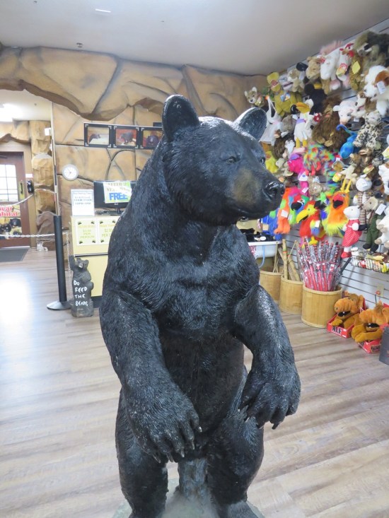 Mean-looking black bear statue in the middle of a beautiful hardwood floor. Stuffed animals hang on the walls for sale.