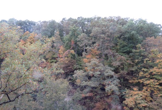 Vast forest panorama, much color-changing, more orange leaves than the other pics.