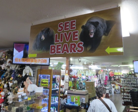 See Live Bears sign hanging from ceiling in a gift shop.