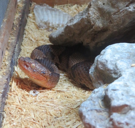 snake in a terrarium, glaring at you from the side.
