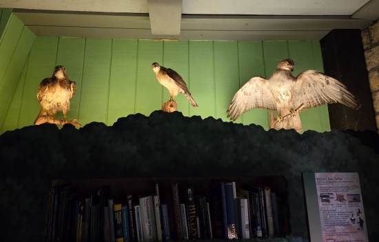 Three stuffed birds of prey mounted atop a packed bookcase. The birds are backlit but the room is otherwise in shadows.
