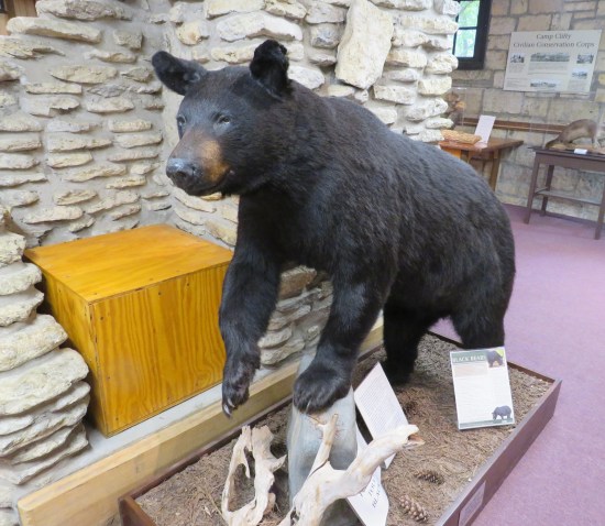 stuffed black bear posed in a nature center.