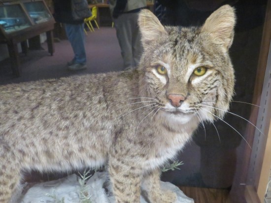 stuffed bobcat in nature center