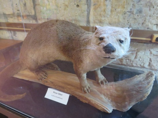 stuffed otter stares at you with cute beady eyes