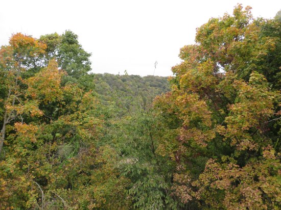 Treetops!
