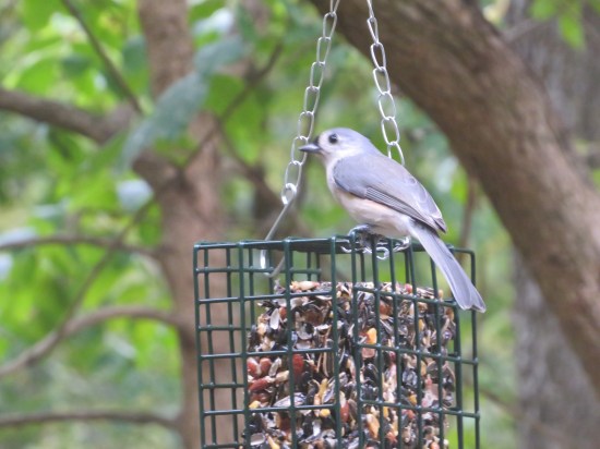 tufted titmouse atop a bird feeder
