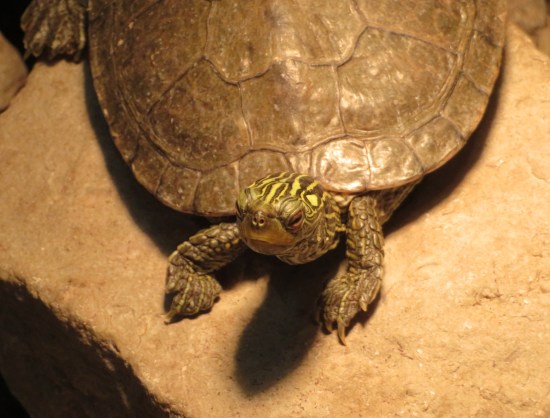 turtle in a brightly lit terrarium, staring up at you from below.